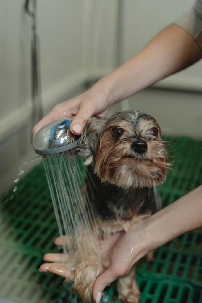 automotive A Yorkshire Terrier being bathed and groomed by a person in a grooming salon.